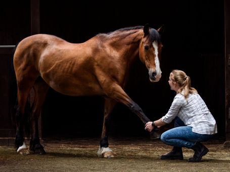 Pferdeosteopathie Gießen Wetzlar Haiger Dillenburg Siegen Herborn Driedorf Rennerod Niederweidbach Westerwald